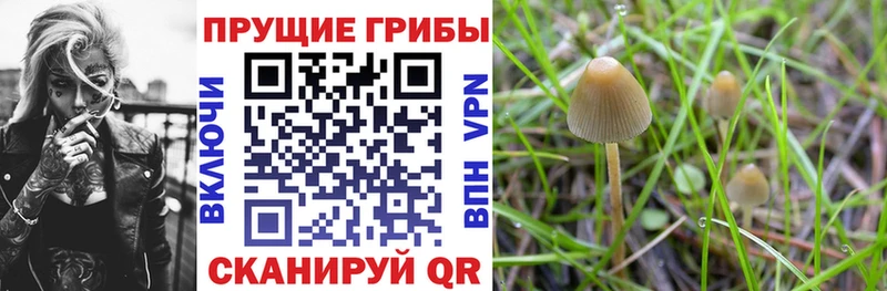 Псилоцибиновые грибы мицелий Петров Вал
